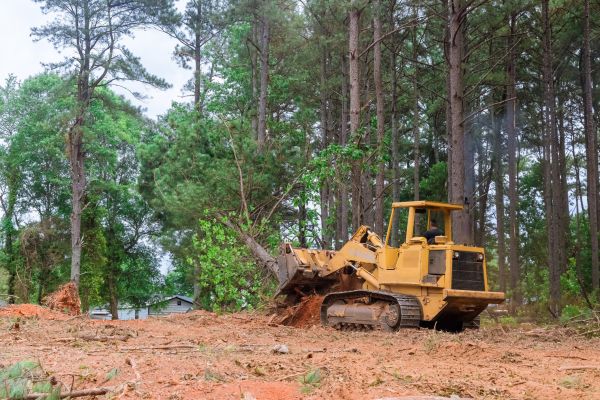 Cost of Trees Clearing in Cincinnati