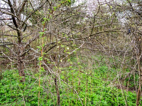Cost of Underbrush Clearing in Cincinnati
