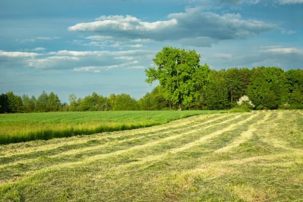 Cost of Vegetation Removal in Cincinnati