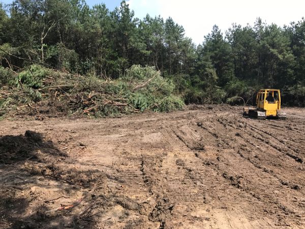 Cost of Thicket Clearing in Cincinnati